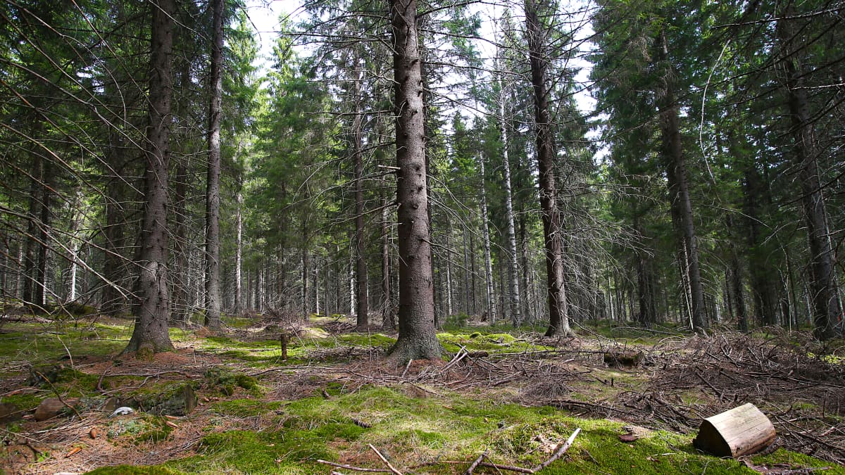 Kuusimetsä.