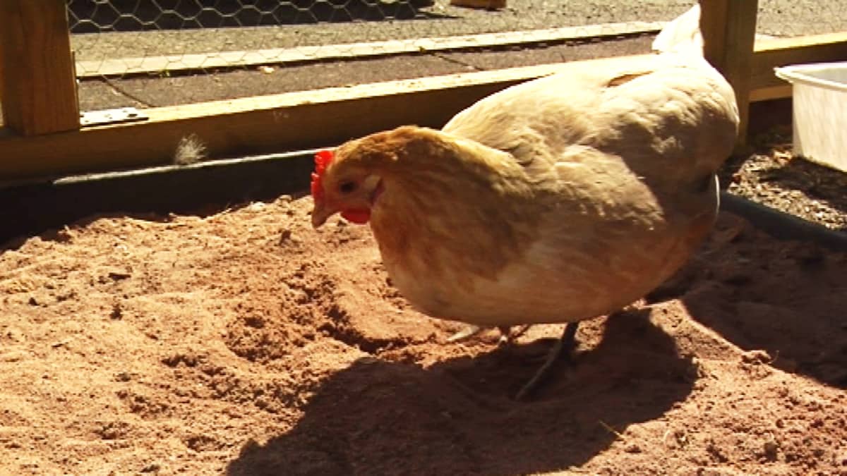 Kesäkanalan rakentaminen onnistuu kaupungin keskustaankin, kunhan vain muun muassa eläinsuojelu-, tila- ja hygienia-asiat ovat kunnossa.