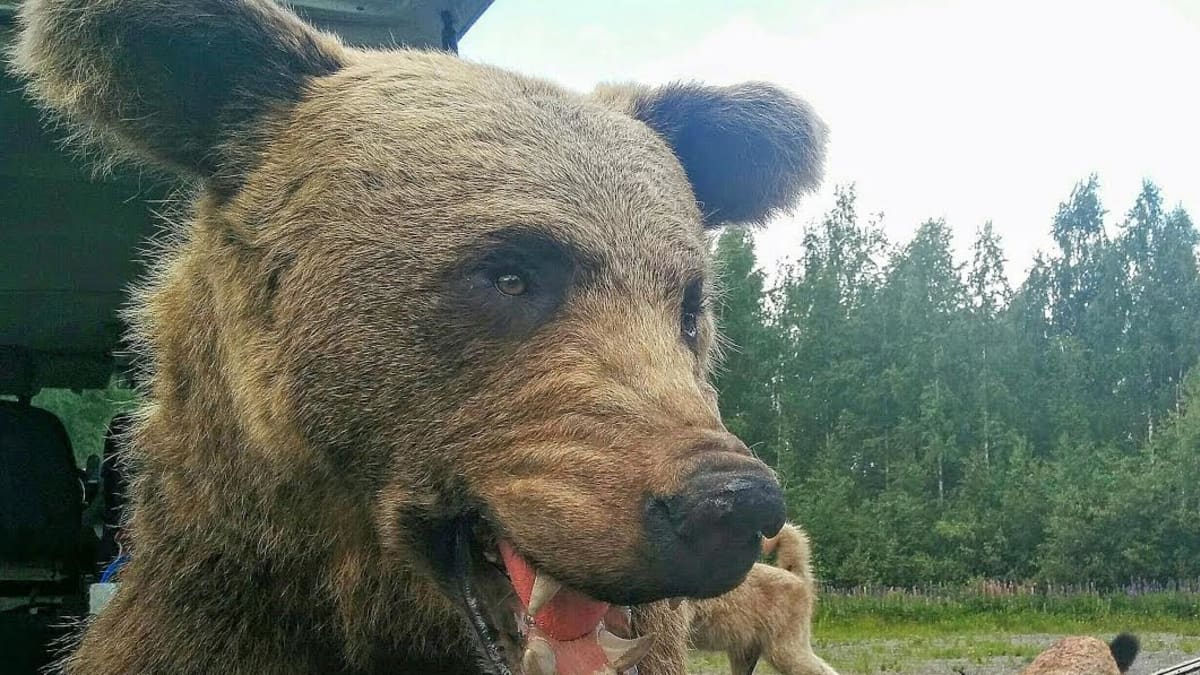 Petotestissä koiran reaktiota voi testata karhulla, ilveksellä ja sudella. 