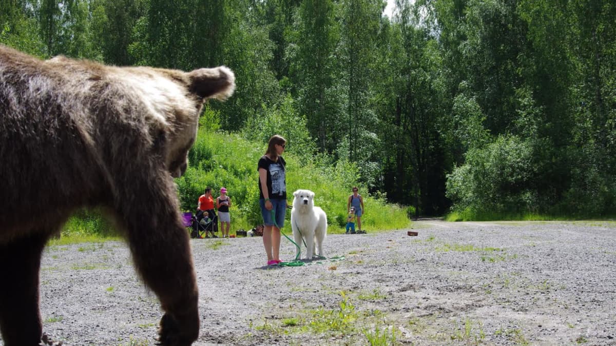 Petotestiin voi tuodan minkä rotuisen koiran tahansa. Laumanvartijakoirat kuuluvat yleisimmin testattaviin rotuihin. 