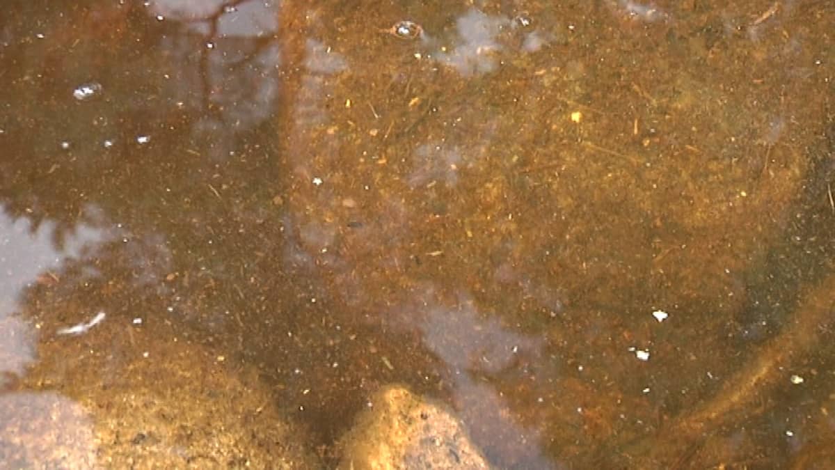 Oletettavasti turvetuotannon samentamaa järvivettä Saarijärven reitillä.