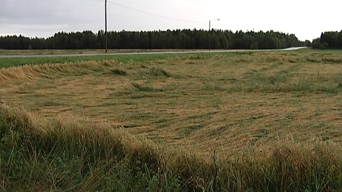 lakoontunutta viljaa
