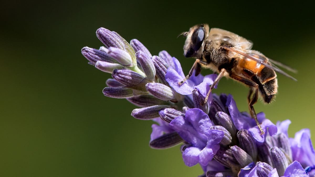 Mehiläinen laventelinkukassa.