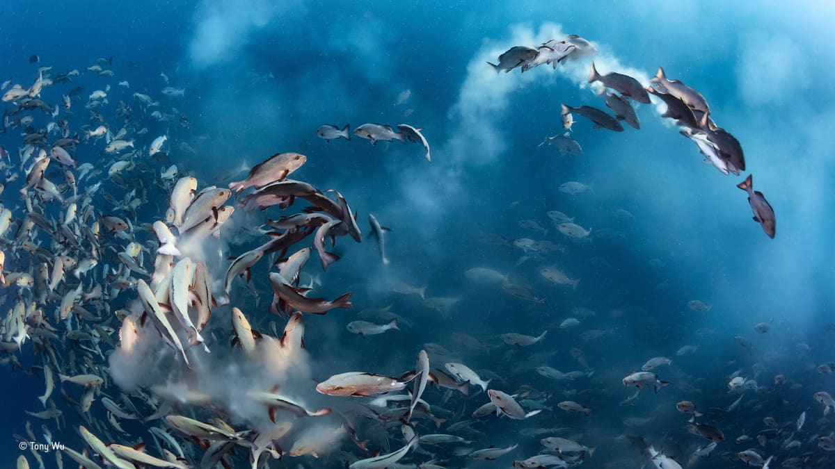 epa05593700 A handout picture provided by Wildlife Photographer of the Year.
Snapper party,
Tony Wu, US 
Winner, underwater category
For several days each month, thousands of two spot red snappers gather to spawn around Palau in the western Pacific Ocean. The action is intense as the fish fill the water with sperm and eggs, and predators arrive to take advantage of the bounty. Noticing that the spawning ran ?like a chain reaction up and down the mass of fish?, Wu positioned himself so that the action came to him. On this occasion, with perfect anticipation, he managed to capture a dynamic arc of spawning fish amid clouds of eggs in the oblique morning light.  EPA/TONY WU / WILDLIFE PHOTOGRAPHER OF THE YEAR Wildlife Photographer of the Year is developed and produced by the Natural History Museum, London.  HANDOUT EDITORIAL USE ONLY/NO SALES HANDOUT EDITORIAL USE ONLY/NO SALES