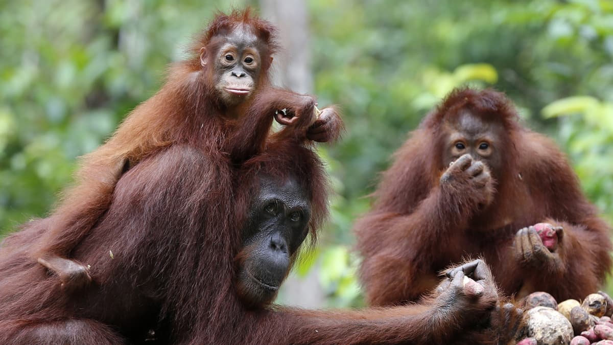 epa03909616 Orangutans at a feeding platform at Camp Leakey in Tanjung Puting National Park in Kalimantan (Indonesian Borneo), Indonesia, 03 September 2013. Orangutan babies are nurtured for long periods unusual in the animal world, staying close for seven or eight years. Orangutans are an endangered species and live only in Borneo and Sumatra, where their numbers are in severe decline. Habitat destruction is the main threat, with logging and clearing of their natural habitat for agriculture and palm oil plantations, as well as mining and forest fires causing the most damage.  EPA/BARBARA WALTON
