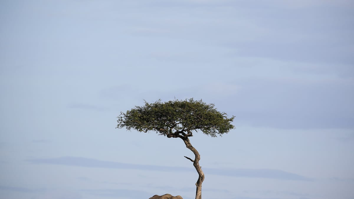 epa05302155 A photograph made available on 12 May 2016 shows a lone elephant standing next to a tree in the Maasai Mara National Reserve in southwestern Kenya, 24 December 2015. At a major conservation conference held in Botswana in 2015, experts have said some 80,000 elephants have been killed by poachers in Africa since 2006, warning that African elephants could be extinct in a next few decades. Another study by Proceedings of the National Academy of Sciences puts the number even higher- more than 10,000 elephants have been killed in Africa from 2010 thorugh 2012.  EPA/DAI KUROKAWA
