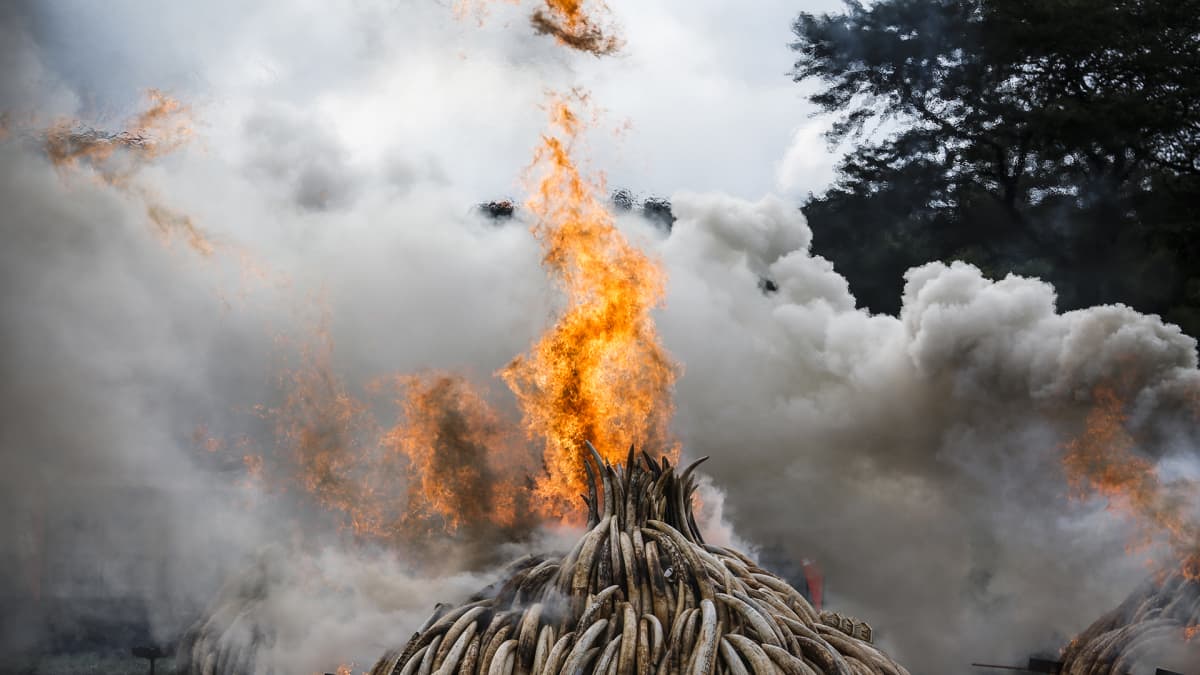 Norsujen syöksyhampaita poltettiin valtavissa kasoissa Nairobissa.
