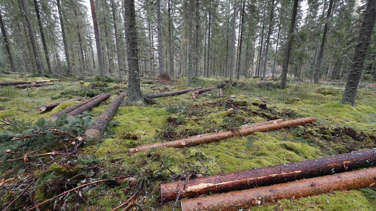Suomalaista metsää ja kaadettuja puita.