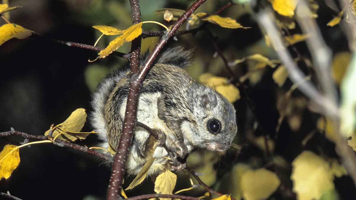Liito-orava