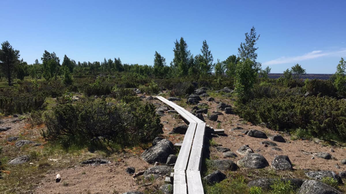 Pitkospuut Perämeren kansallispuistossa