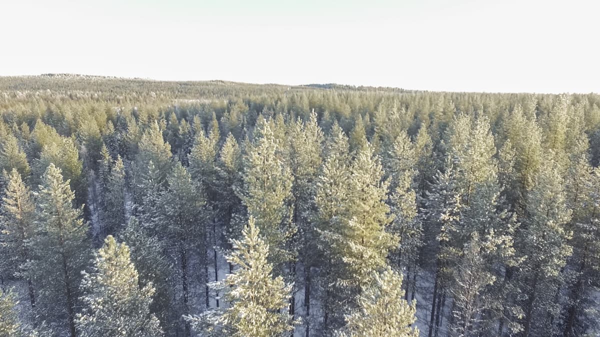 Kasvatusmetsää ilmakuvassa.