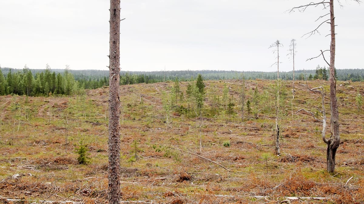 Hakkuuaukea Kainuussa.