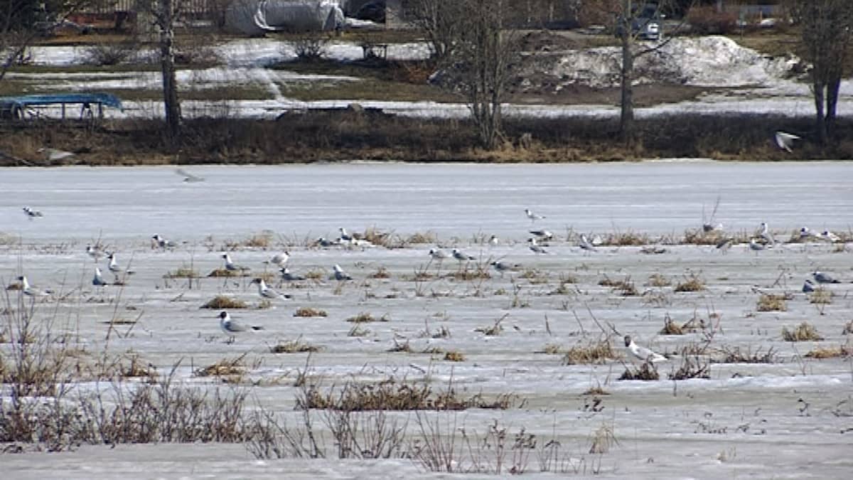 Rovaniemen naurulokkiyhdyskunta odottelee lumen sulamista Rovaniemen lintuparatiisissa Harjulammella.