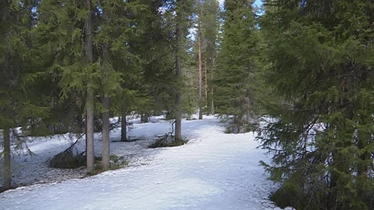 Rovaniemellä Ounasvaaralla on toukokuun toisella viikolla harvinaisen reilu lumikerros metsässä.