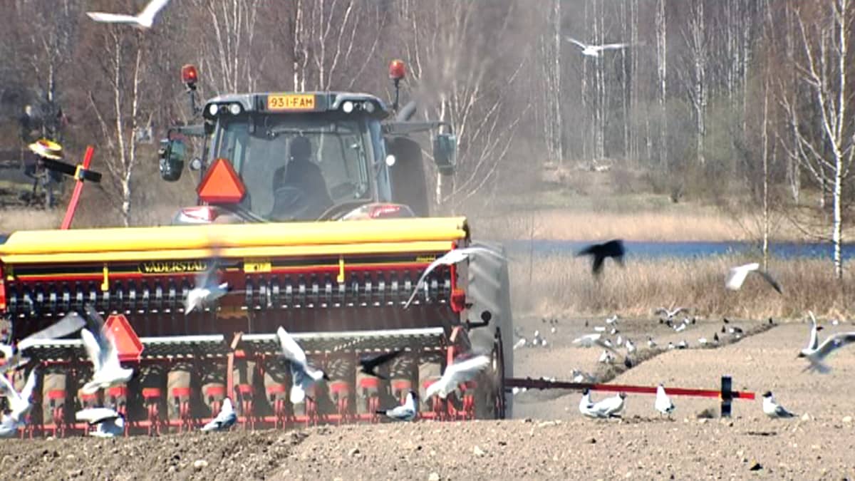 Kevätkylvö