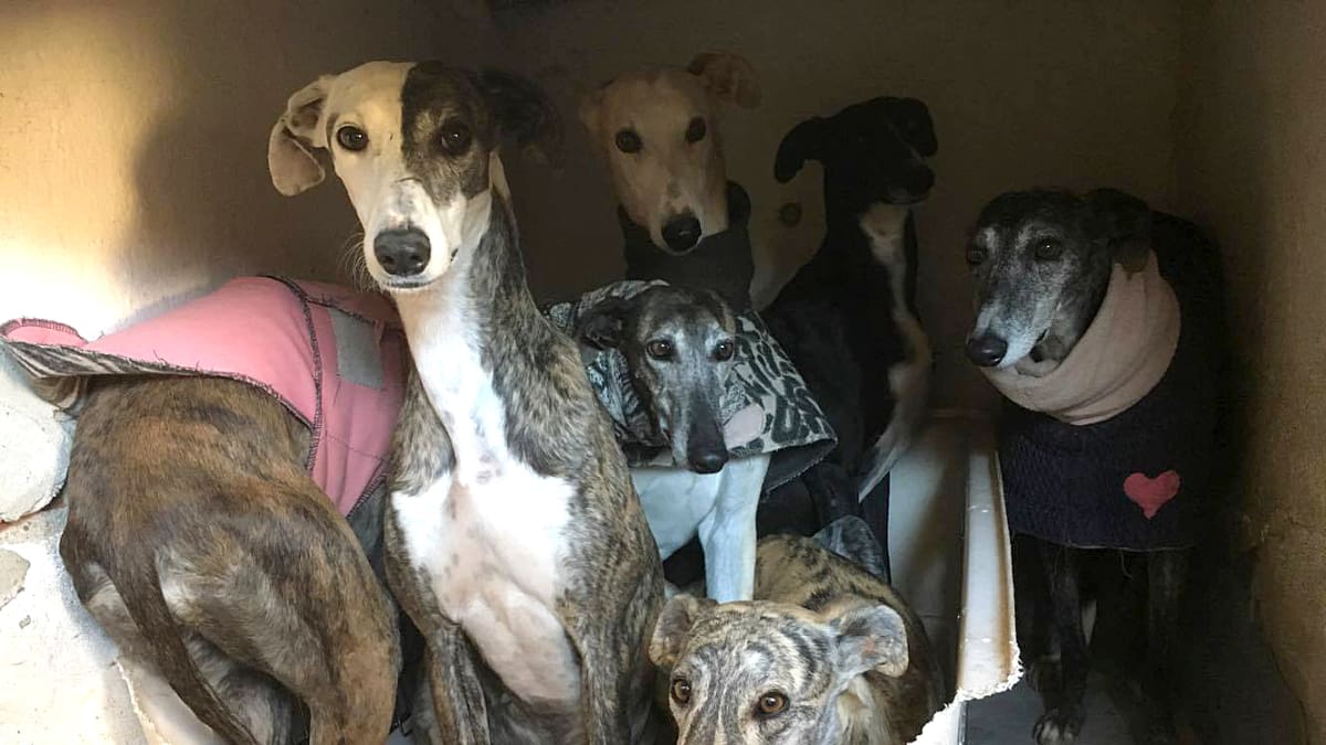 Espanjalaisen Scooby-tarhan pelokkaimmat galgot.