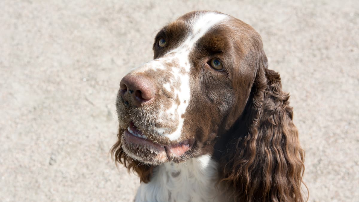 Englanninspringerspaniel Klaara.