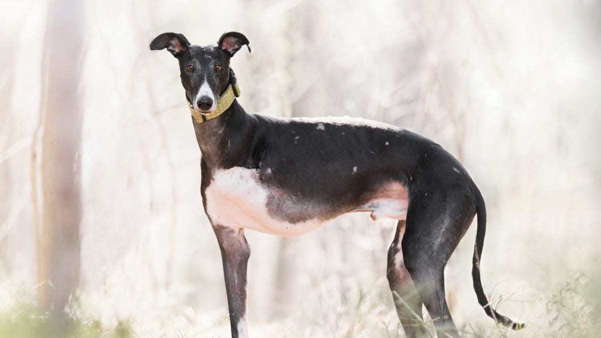 Erkki-galgo.