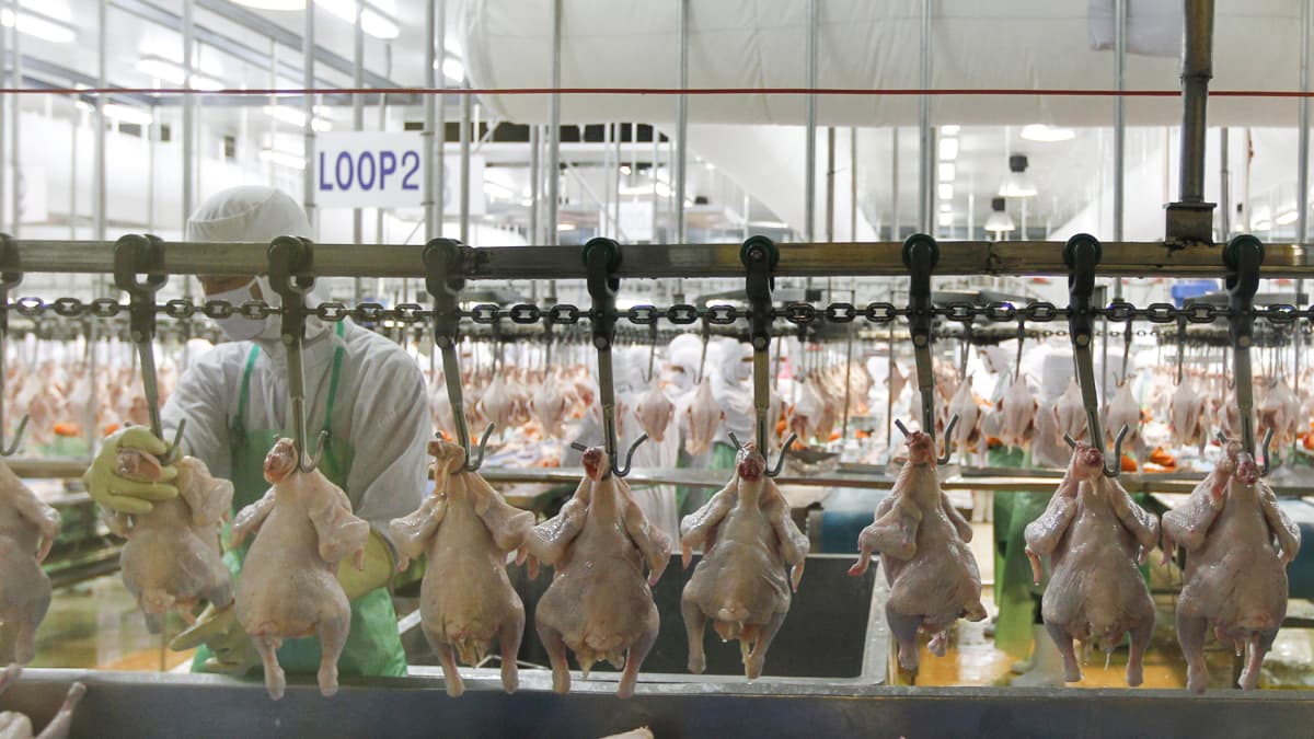 Thaimaalaistyöntekijä käsitteli siipikarjaa Charoen Pokphand Foods -yhtiön tuotantolinjalla Saraburin provinssissa 28. kesäkuuta 2012.