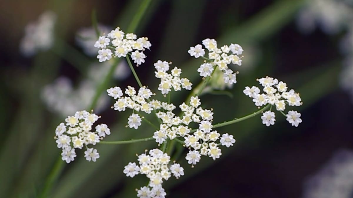 Kumina