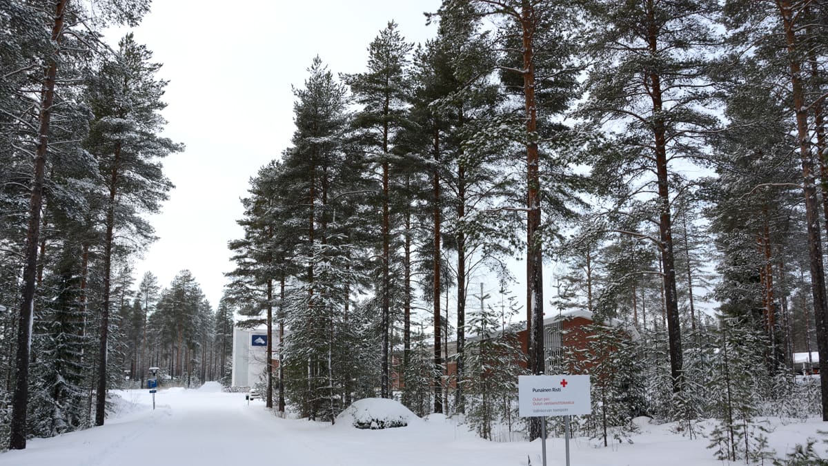 Oulun Vallinkorvan koulurakennus mäntypuiden takana talvella.