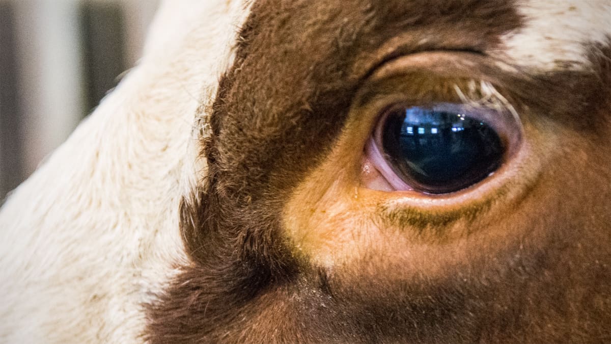 Lehmän silmä.