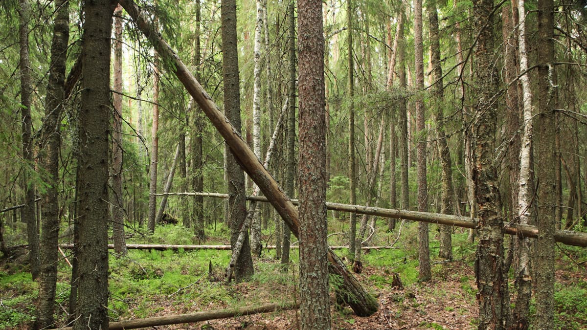 Kaulinkangas.