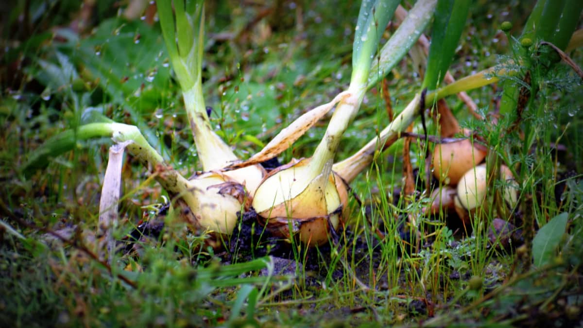 Sipuleita maassa.