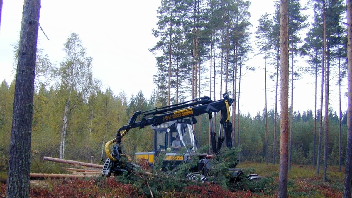 Metsäkone korjaa puuta metsässä.