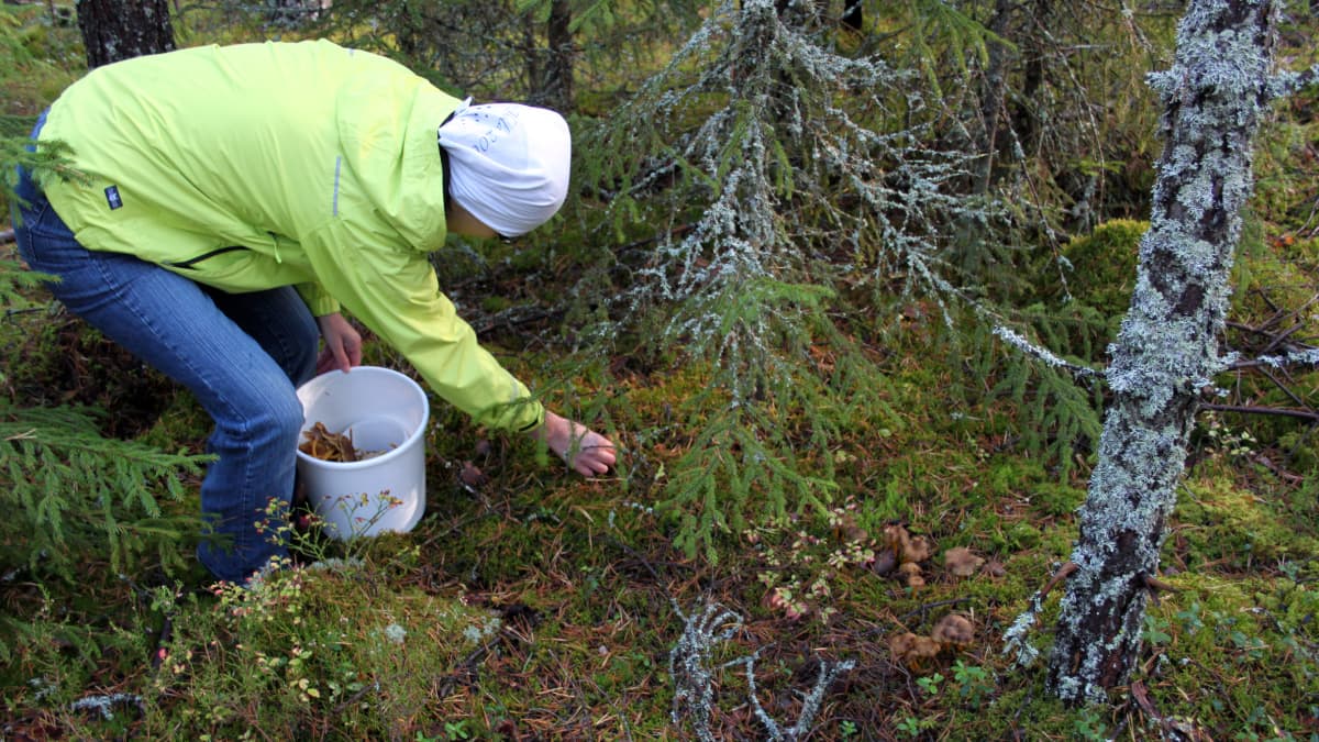 Nainen poimii metsässä sieniä.