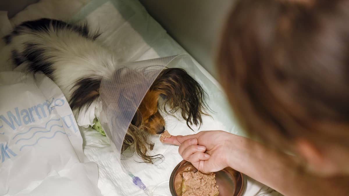 Koiraa syötetään Viikin pieneläinsairaalassa.