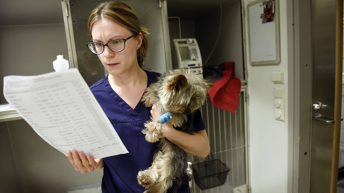 Eläintenhoitaja hoitaa koiraa Viikin pieneläinsairaalassa.