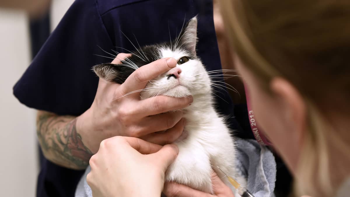 Kissaa hoidetaan Viikin pieneläinsairaalassa.