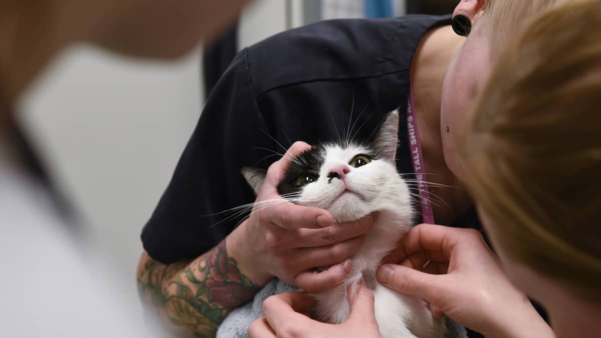Kissaa hoidetaan Viikin pieneläinsairaalassa.