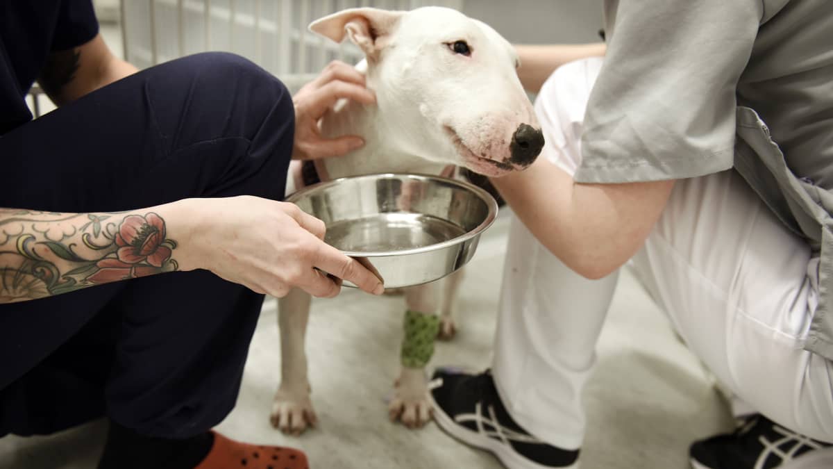 Koiralle annetaan vettä Viikin pieneläinsairaalassa.