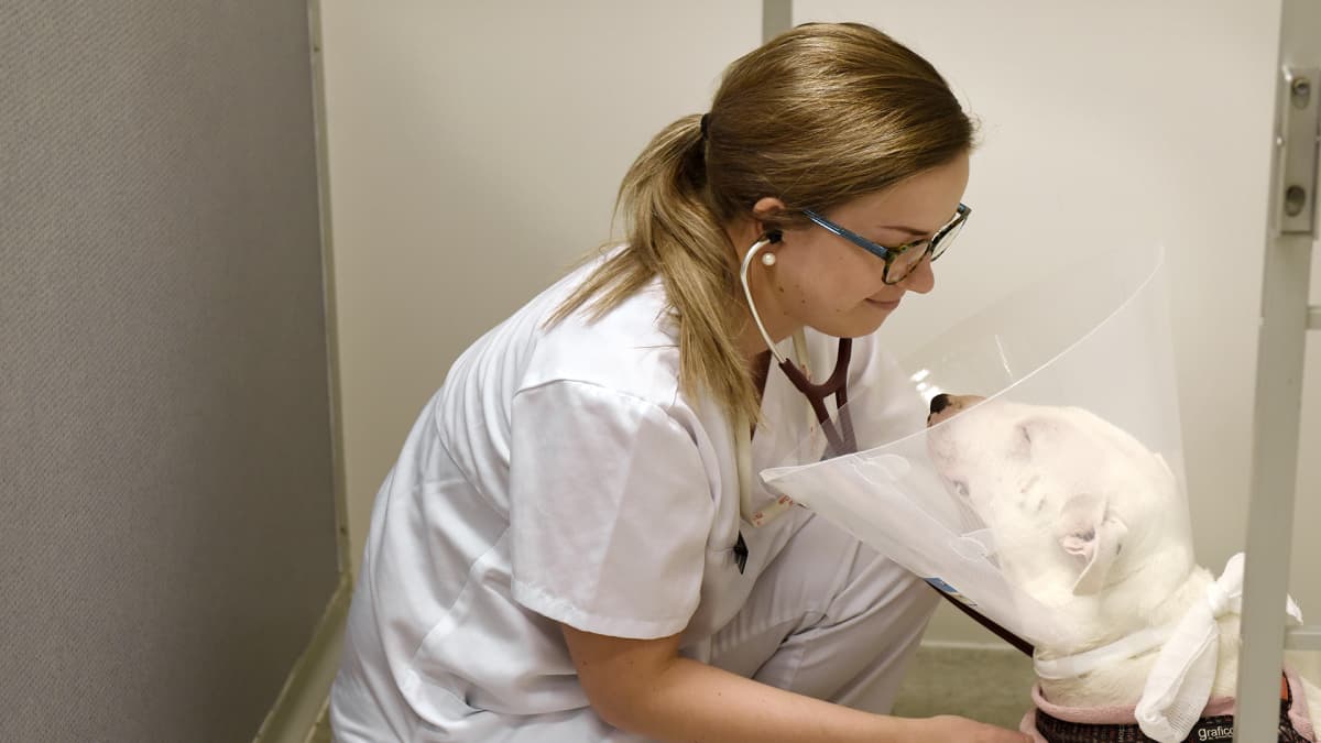 Eläinlääkäri hoitaa koiraa Viikin pieneläinklinikalla.