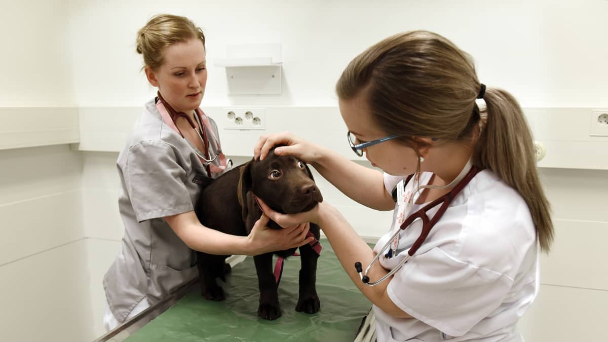 Koiranpentua hoidetaan Viikin pieneläinklinikalla.