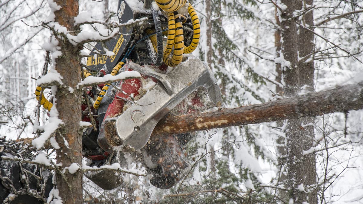 Metsäkoneessa oleva saha katkaisee puuta määrämittaan.
