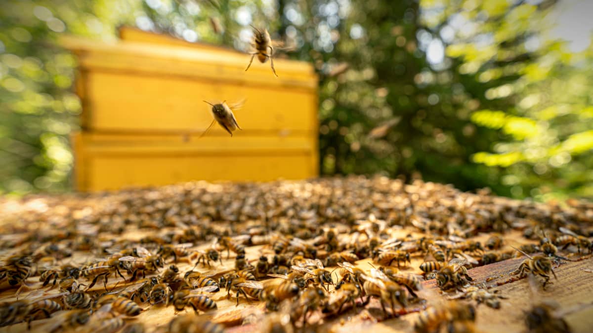 Kaksi mehiläistä lentää kohti kameraa mehiläispesän yllä.