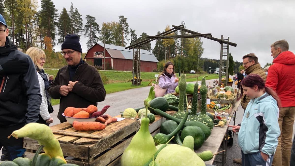 Kurpitsoita SM-kilpailun näyttelyssä.