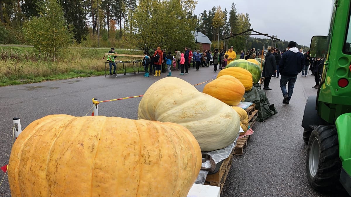 Suurimmat kurpitsat siirtolavojen päällä jonossa punnittaviksi SM-kisoissa Mäntsälässä.