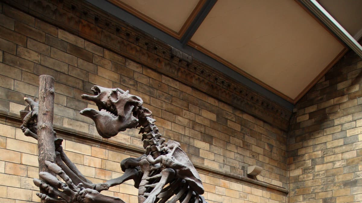 Megatheriumin luuranko museossa