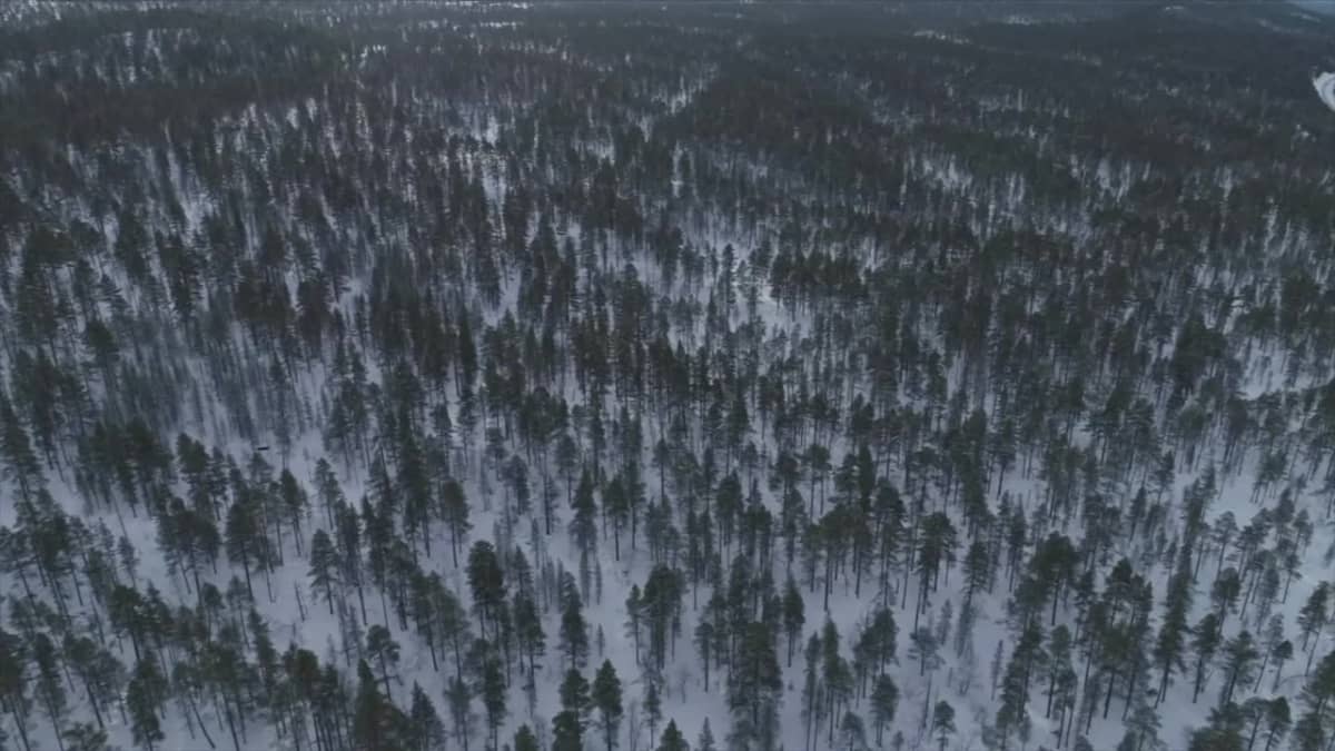 Inarilainen metsä ilmasta katsottuna.