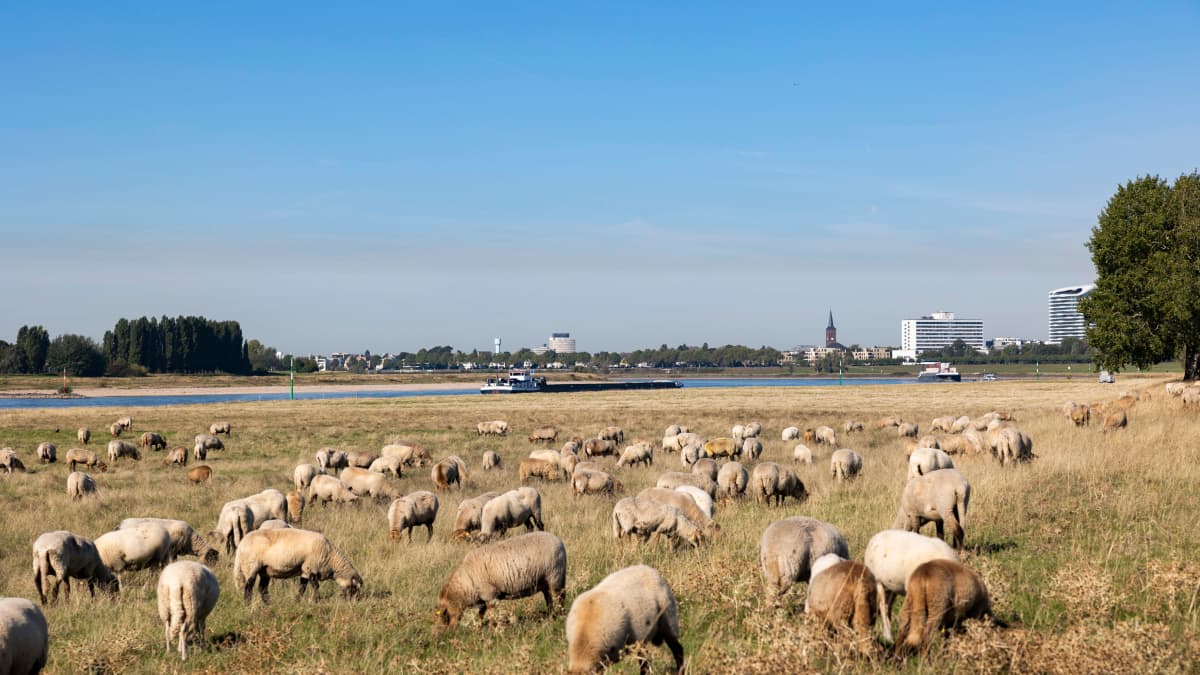 Satoja lampaita, kuihtunut joki ja sataman silhuetti taustalla aurinkoisena päivänä.