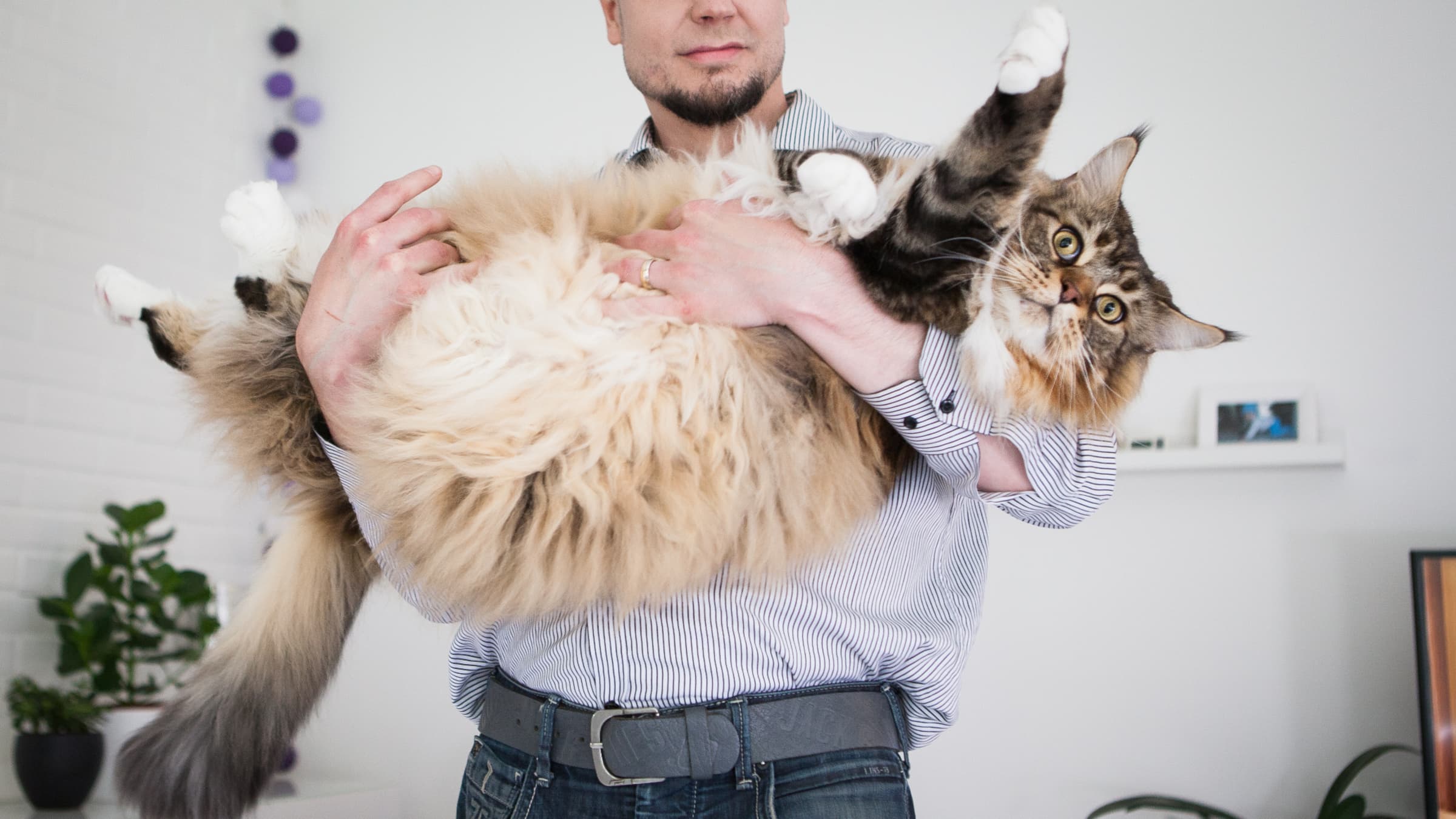 Самый большой кот в мире живет в Финляндии? | Yle