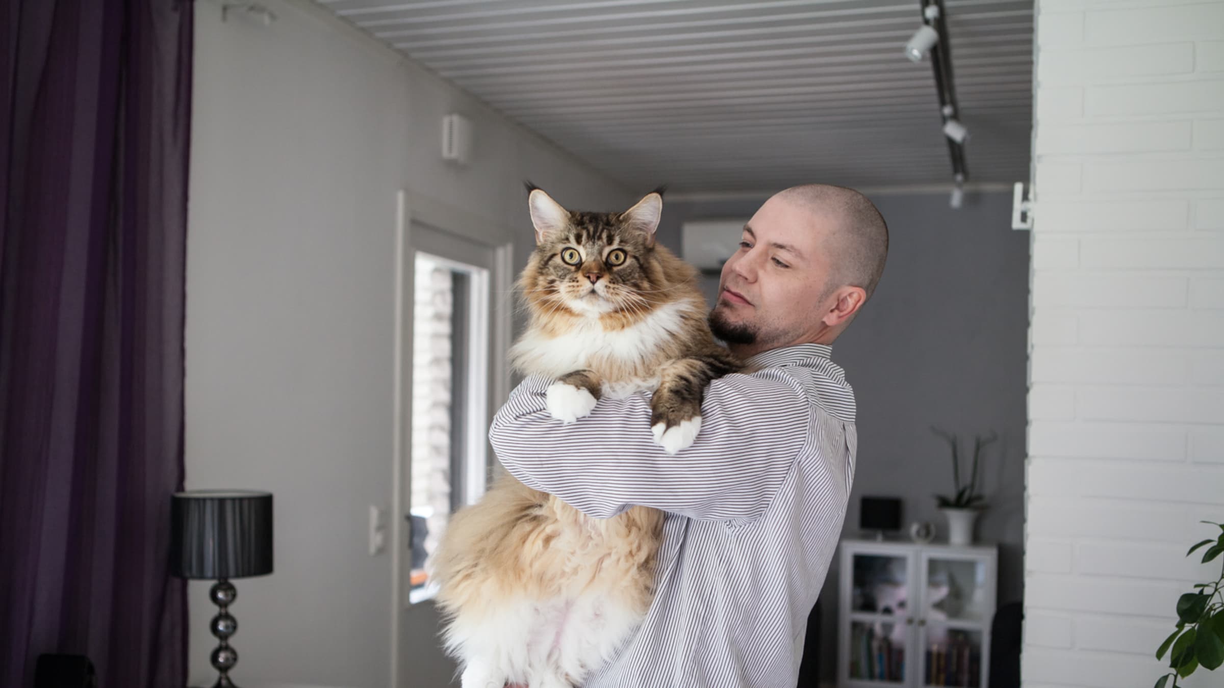 Самый большой кот в мире живет в Финляндии? | Yle