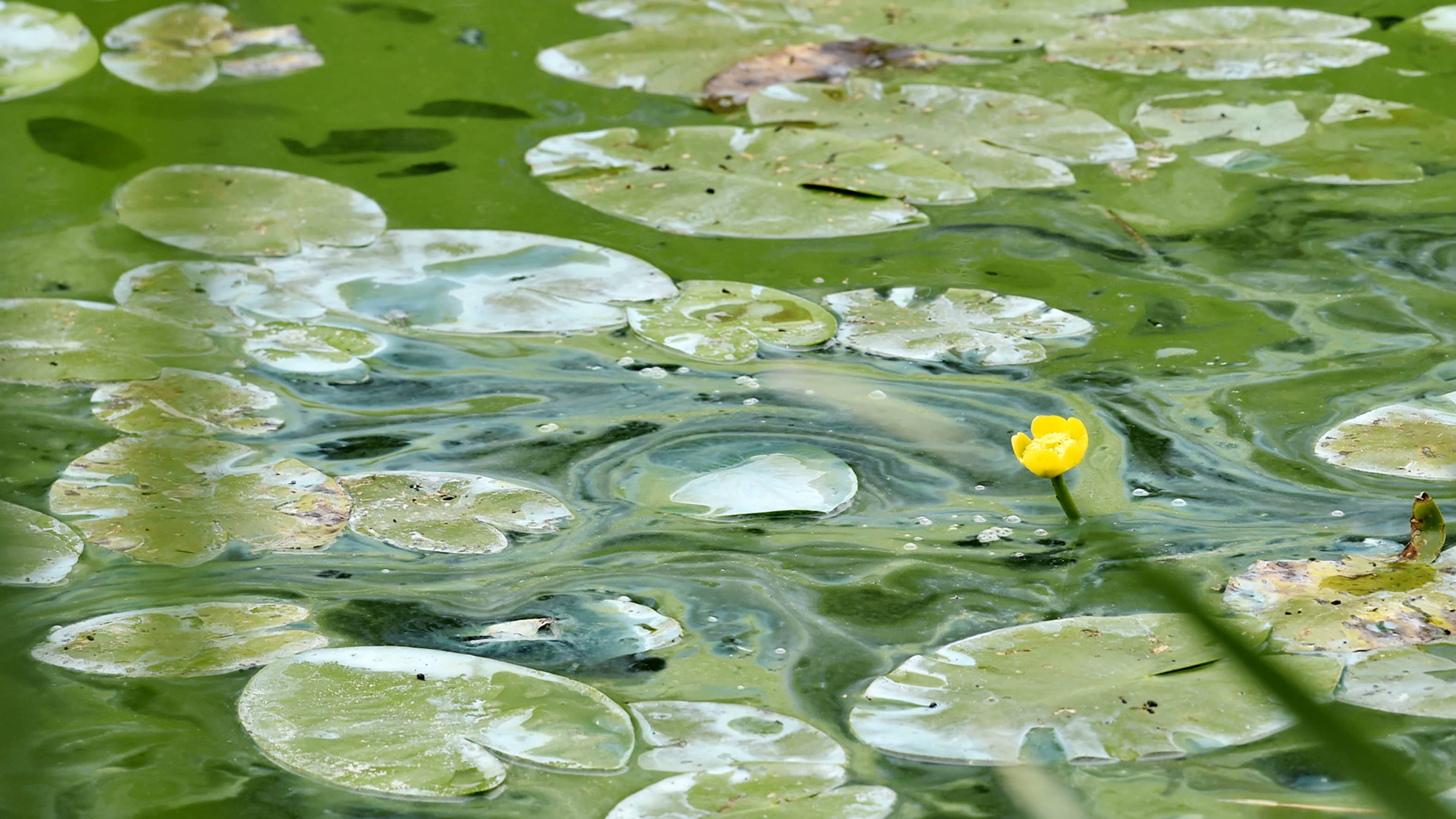 У воды есть цвет