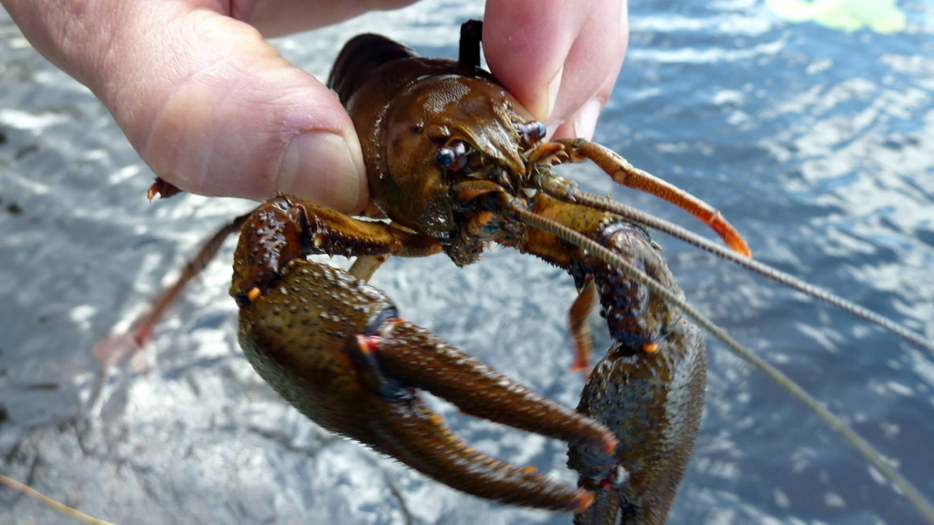 Ловится ли рак в апреле. Покажи рыболовные рачки. Раколовки. Чеснок в раколовки. Ловится ли рак в апреле.