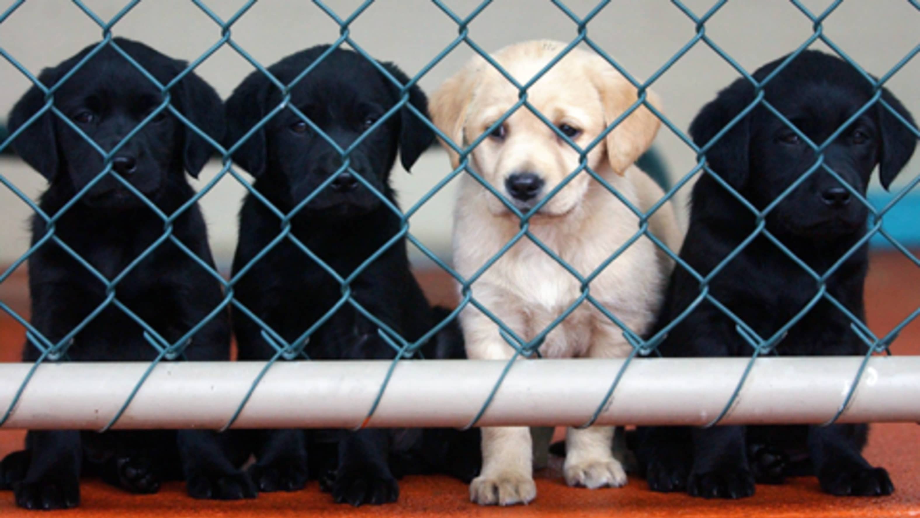 Labrador retriever cheap ranking