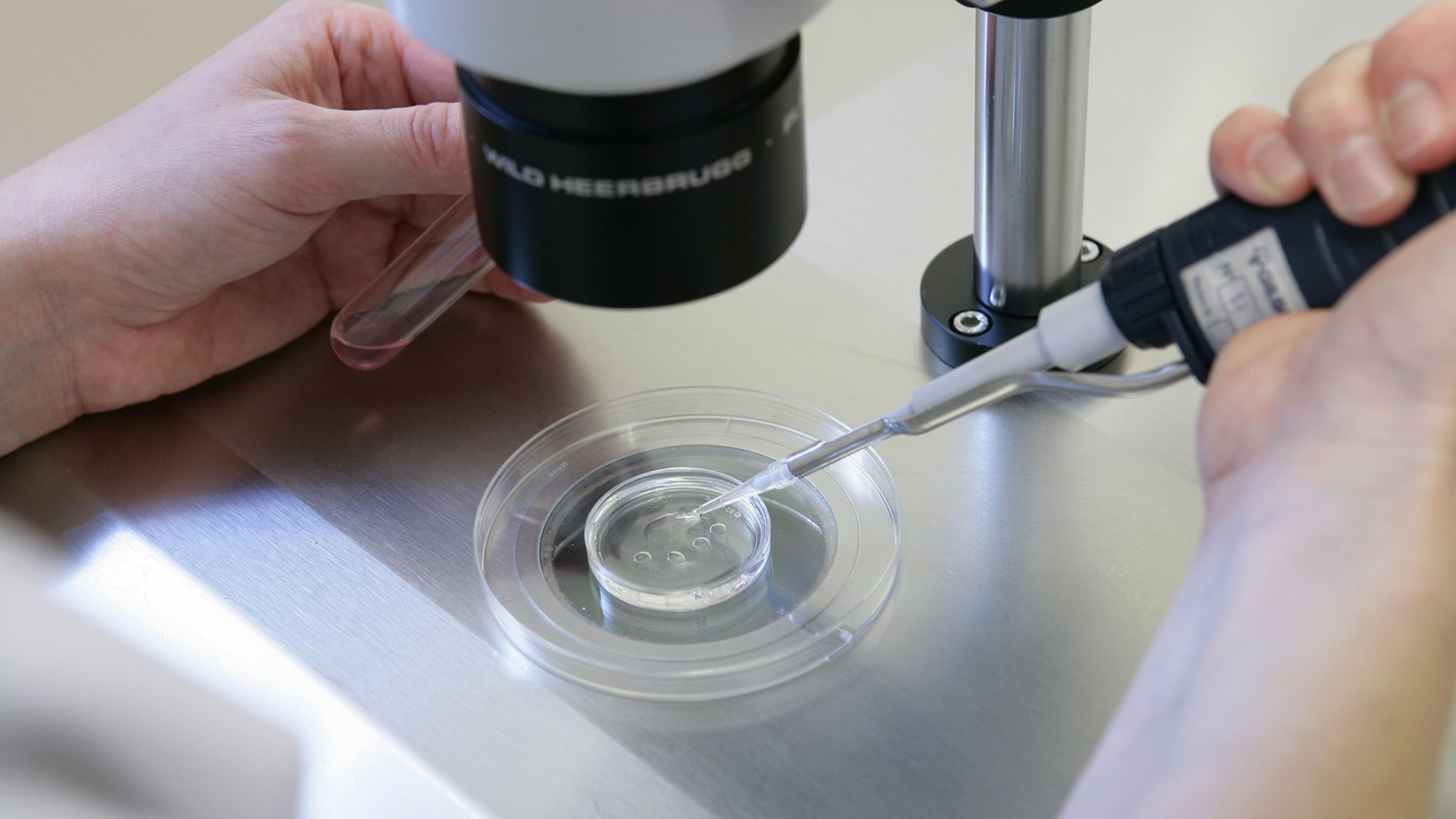 В клиниках острая нехватка финской спермы – ежегодно сотни детей рождаются  при помощи донорских сперматозоидов или яйцеклеток | Yle
